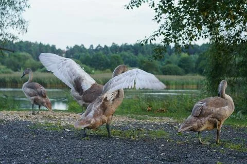 Gray swan stand with back on ground near lake and flap wings. Group of wild.. Stock Photos