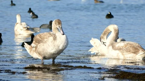 Gray swans cleans Stock Footage 71287415
