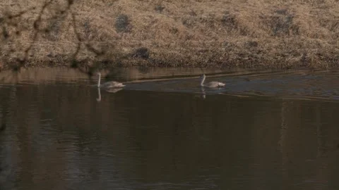 Gray Swans Stock Footage 305260706