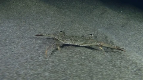 Gray Swimming Crab quickly run along the sandy seabed in the night. Stock Footage 115411836