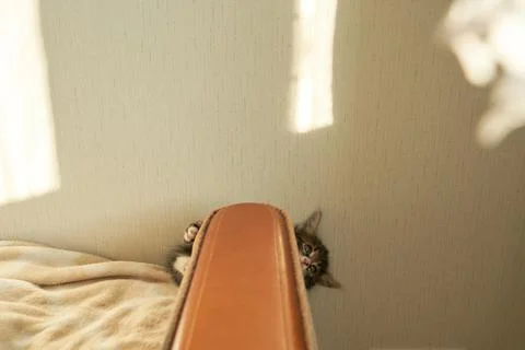 Gray tabby brown kitten playing at home on the couch and grabbing on a white Stock Photos