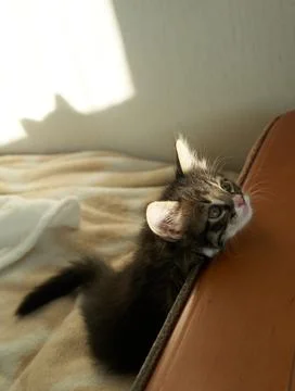Gray tabby brown kitten playing at home on the couch and grabbing on a white Stock Photos