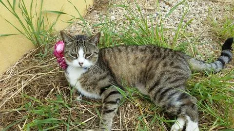 Gray tabby cat among roses and grass Stock Photos