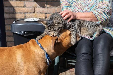Gray tabby cat and a brown stafford dog with blue collar showing affection Stock Photos