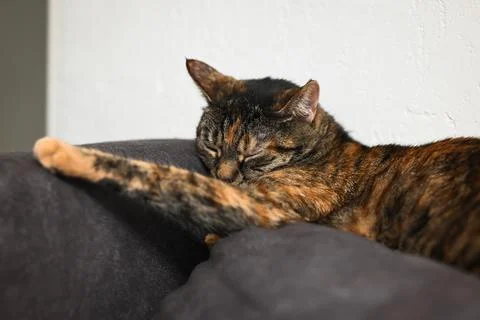 Gray tabby cat basks on a pillow. The concept of calm and relaxation. Stock Photos