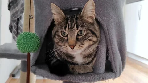 Gray tabby cat with black stripes looking up and is resting in a house Stock Footage 211375616