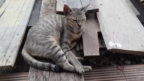A Gray Tabby Cat Casually Sitting on a Wooden Board Stock Footage 317648919