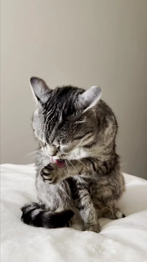 Gray tabby cat is cleaning itself on a plush blanket, showcasing its fur texture Stock Footage 314844606