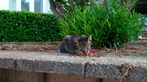 Gray tabby cat crouching by curb near pink flower 스톡 동영상 329529888