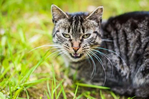 Gray tabby cat is crying on green grass outside. Stock Photos
