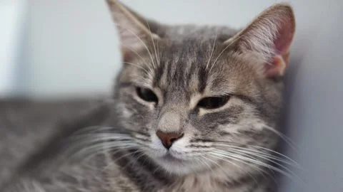 Gray tabby cat dozing. close-up portrait Stock Footage 297451375