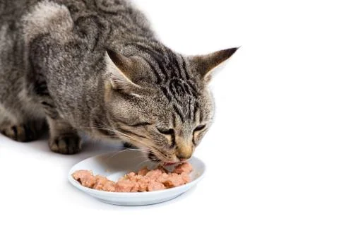 Gray tabby cat eats bits of meat from a white bowl Stock Photos