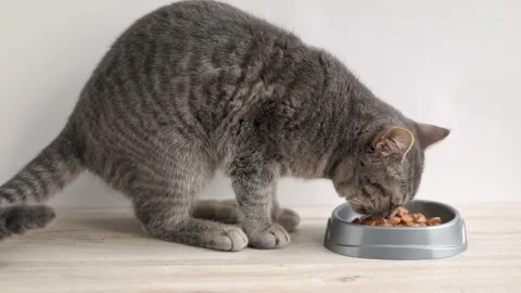 Gray tabby cat eats food from a cup Video stock 196371439