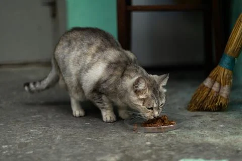 A gray tabby cat eats food indoors from a bowl on the floor Foto stock