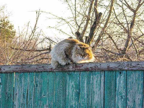 A gray tabby cat explores an old, rustic fence Stock Photos