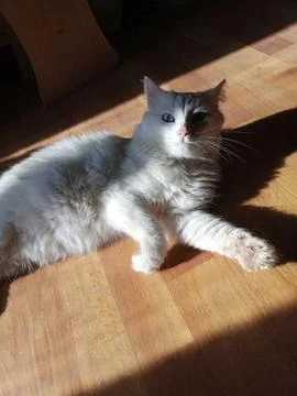 Gray tabby cat on the floor Photos