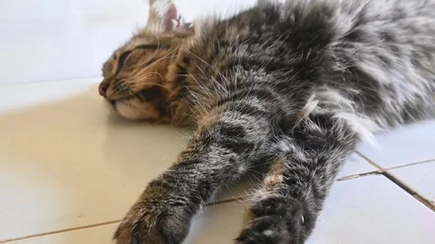 A gray tabby cat Stock Footage 253699188