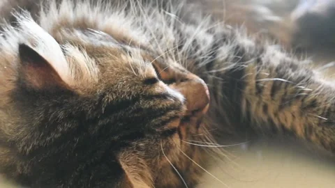 A gray tabby cat Stock Footage 253699190