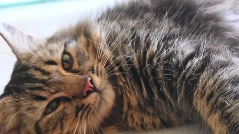 A gray tabby cat Stock Footage 253699200