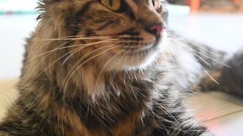 A gray tabby cat Stock Footage 253699205