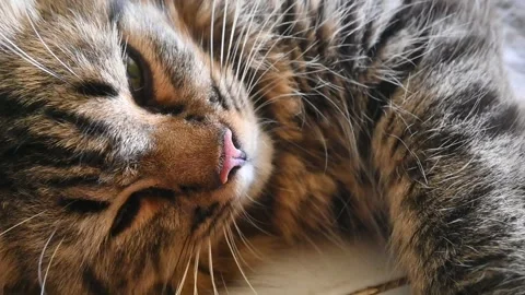 A gray tabby cat Stock Footage 253699223