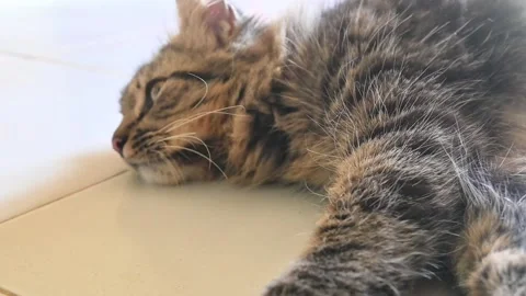 A gray tabby cat Stock Footage 253699224