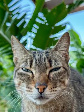 Gray tabby cat with half-open eyes in tropical blurred landscape Stock Photos