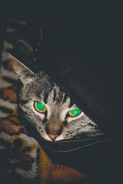 Gray tabby cat hiding in backpack Foto stock