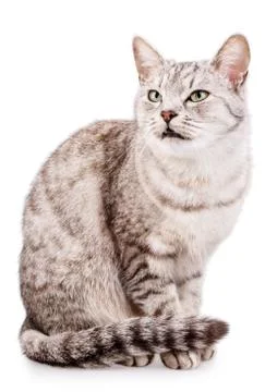 Gray tabby cat isolated on white Stock Photos