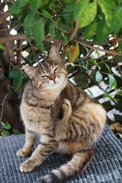 Gray tabby cat itches with its hind paw Stock Photos