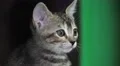 Gray Tabby Cat Kitten Face Close Up HD HD Footage