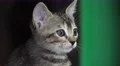Gray Tabby Cat Kitten Face Close Up 4K 4k or 4k+ Resolution