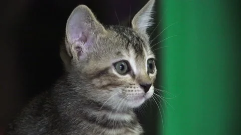 Gray Tabby Cat Kitten Face Close Up 4K Stock Footage 42113129