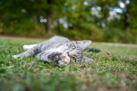 Gray tabby cat laying down in grass Stock-Fotos