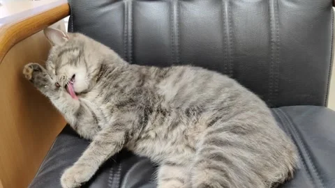 Gray tabby cat licking its paw and clean itself Stock Footage 334023138