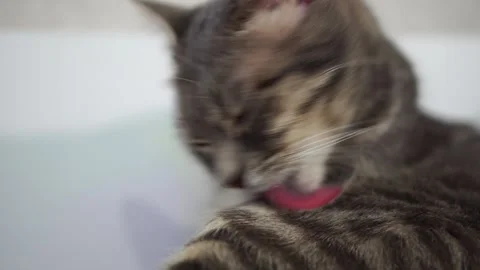 Gray tabby cat licking itself. close up Stock Footage 297553245