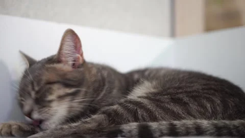 Gray tabby cat licking itself. close up Stock Footage 297553265
