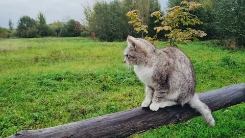 Gray tabby cat licks itself. Young fluffy kitten is sitting on wooden fence in Stock Footage 164236550