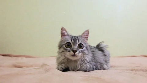 A gray tabby cat lies on a beige blanket. Stock Footage 157457012