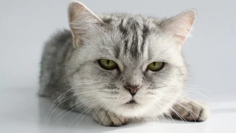 A gray tabby cat lies on a white background. A pet. Stock Footage 152078102