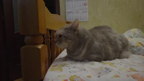 Gray Tabby Cat Loafing On Bed Beside Wooden Headboard In Cozy Bedroom Stock Footage 346042467