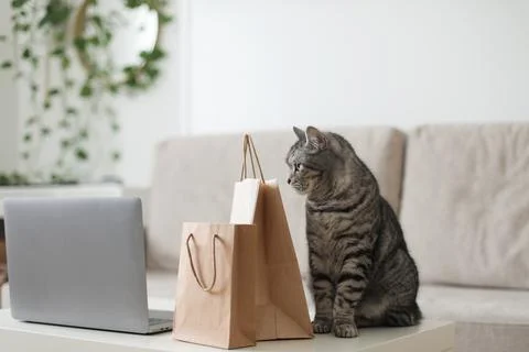 A gray tabby cat looking at craft paper bags at home. Delivery, Shopping concept Stock Photos