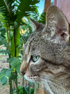 Gray tabby cat looking to the side in a tropical rural landscape Stock Photos