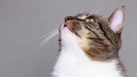 Gray tabby cat looks up and licks its lips. Stock Footage 162319086