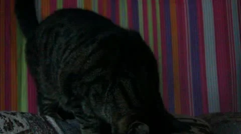 Gray Tabby Cat Looks around and flicks tail Stock Footage