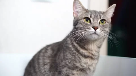 Gray tabby cat looks at camera in surprise. close-up portrait Stock Footage 297451317
