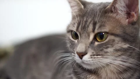 Gray tabby cat looks at camera in surprise. close-up portrait Stock Footage 297451356