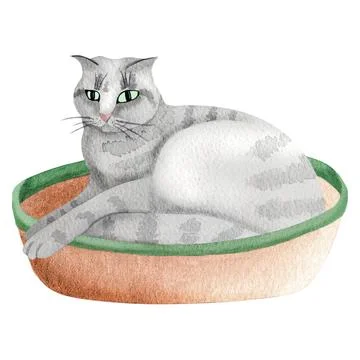 A gray tabby cat lying on a bed, hand-drawn watercolor illustration. A Brit.. Stock Illustration
