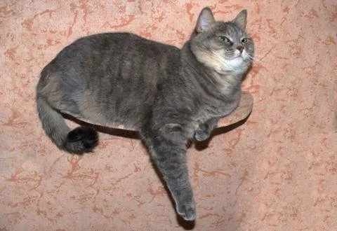 Gray tabby cat lying on a shelf and looking up Stock Photos