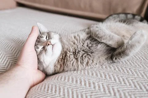 Gray tabby cat lying on sofa with man's hand. Owner gently stroking his cat.. Stock Photos